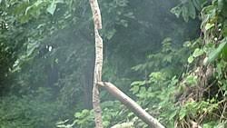 Bushcraft Nedir